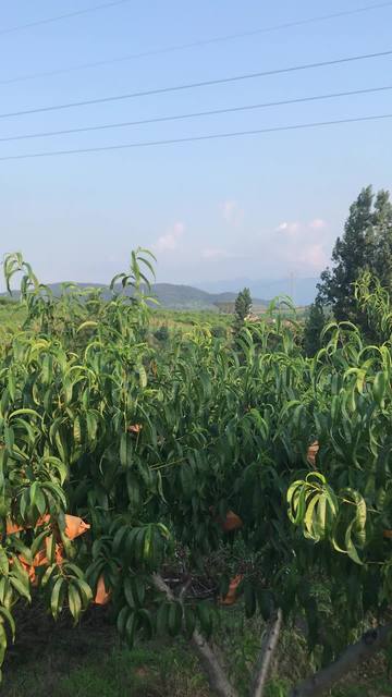 亚洲国产午夜精品大秀视频海报