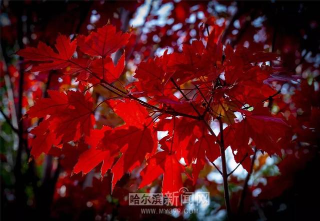 亚中中文字幕乱码一区二区电影海报